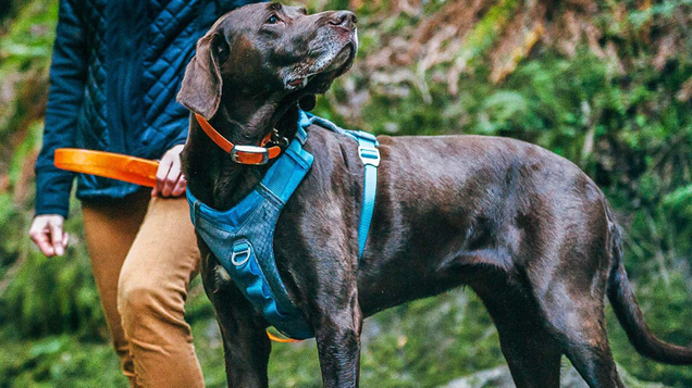 Kurgo’s Journey harness comes in multiple sizes, and has four adjustment points to lock in the perfect fit for any kind of dog. It’s padded for comfort, but still tough enough to survive the trail.